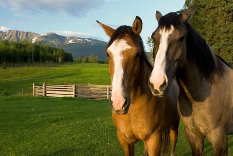 Framed Horses in pasture, British Columbia Print