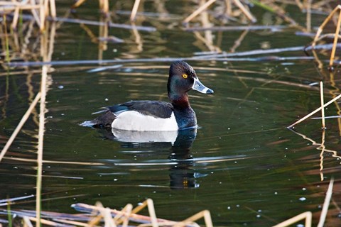 Framed British Columbia, Ring-necked Duck in marsh Print