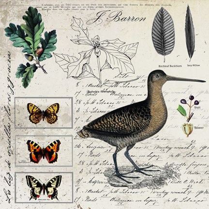 Framed Botanical Bird Print