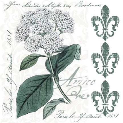 Framed Botanical Flowers Print