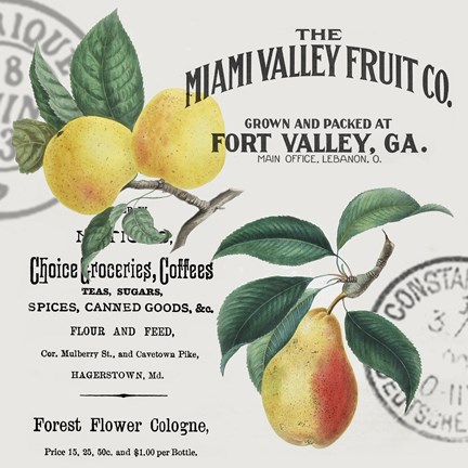 Framed Vintage Fruit Print