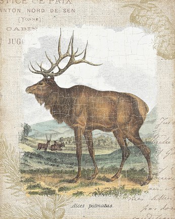 Framed Woodland Stag II Print