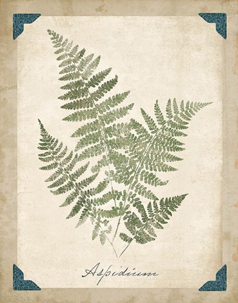 Framed Vintage Ferns IX Print