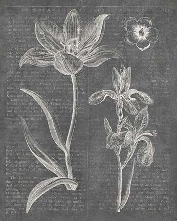 Framed Eden Spring II Gray Print
