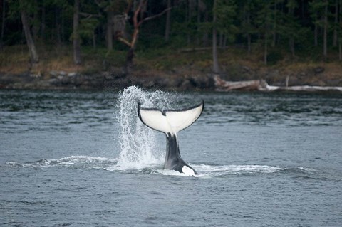 Framed Canada, Vancouver Island, Sydney Killer whale slaps its tail Print