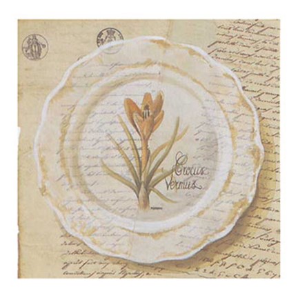 Framed Assiette, Crocus vermus Print