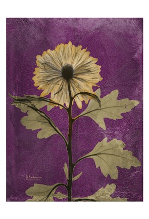 Framed Chrysanthemum Purple II Print