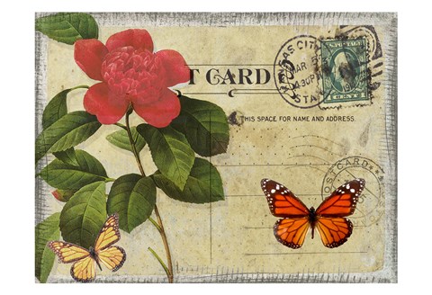 Framed Vintage Butterfly Postcard II Print