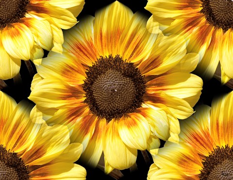 Framed Sunflower 26 Print