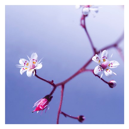 Framed Cherry Flower 3 Print