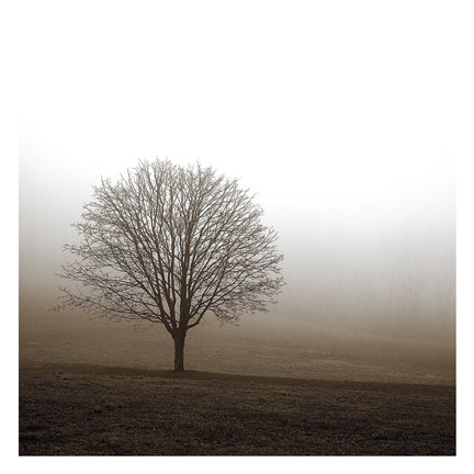 Framed Tree in Mist 1 Print