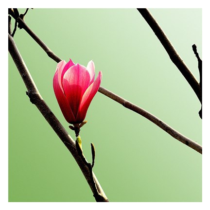 Framed Tulip Tree 3 Print