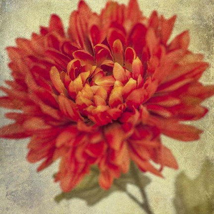 Framed Lush Vintage Florals III Print
