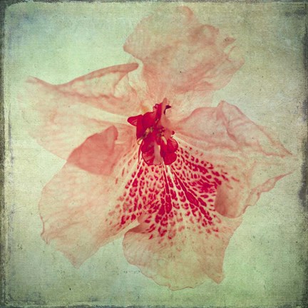 Framed Lush Vintage Florals VI Print