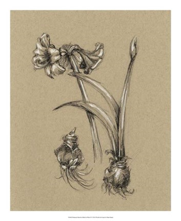 Framed Botanical Sketch Black &amp; White IV Print