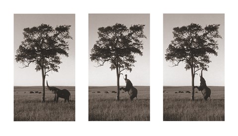 Framed Kichwa Tembo, Masai Mara Print