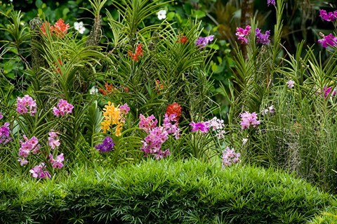 Framed Flower Bed, National Orchid Garden, Singapore Print