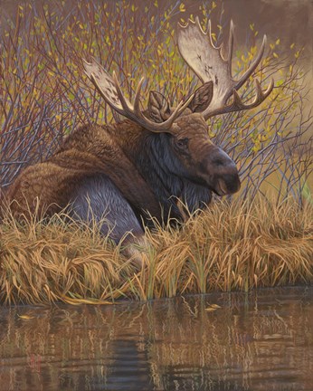 Framed Nested in Teton - Moose Print
