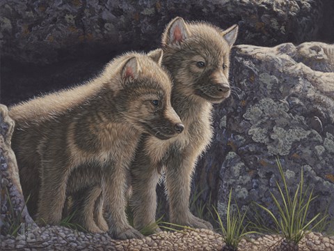 Framed Wolf Pups Print