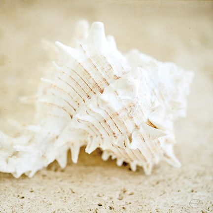 Framed Seashore Shells II Print