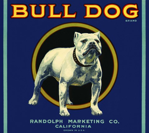 Framed Bull Dog Brand Print