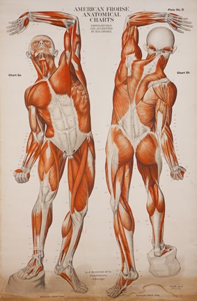 Framed American Frohse Anatomical Wallcharts, Plate 2 Print