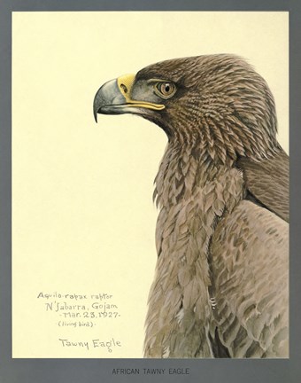 Framed African Tawny Eagle Print