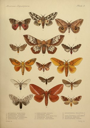 Framed American Lepidoptera, Plate 3 Print