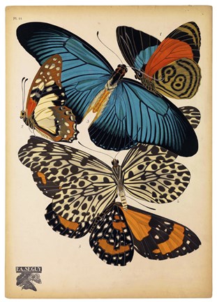 Framed Butterflies Plate 2 Print