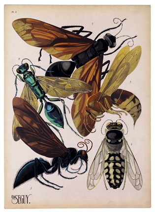 Framed Insects, Plate 15 Print