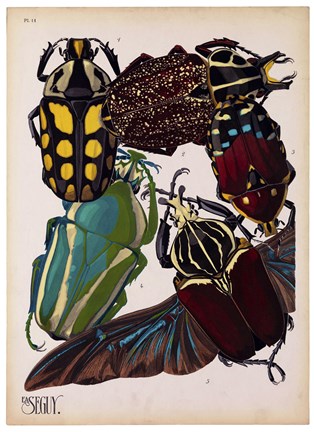 Framed Insects, Plate 3 Print