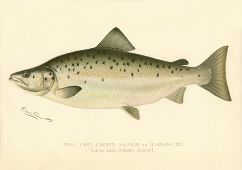 Framed Male Land Locked Salmon Print