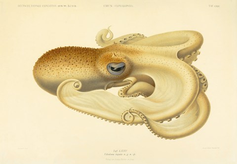 Framed Octopus - Die Cephalopod - 1915 - Plate 75 Print