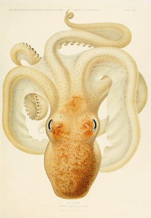 Framed Octopus - Die Cephalopod - 1915 - Plate 76 Print