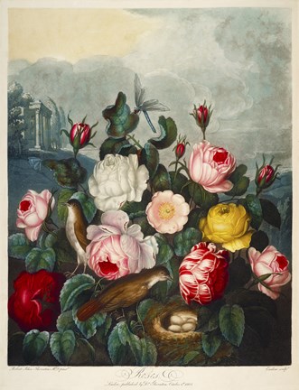 Framed Roses by Thornton Print