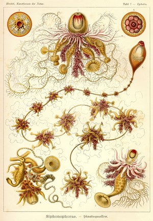 Framed Siphonophorae - Scheiben-Strahlinge - Heliodiscus Print