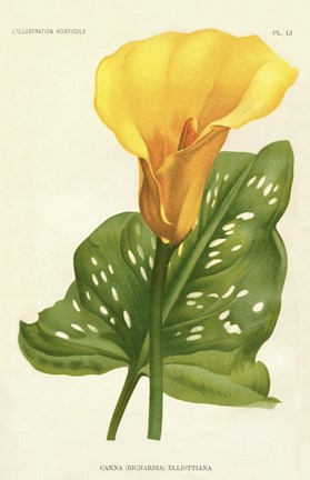 Framed Yellow Canna Lily Print