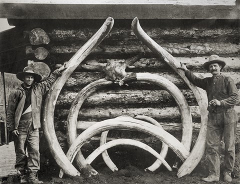 Framed Ancient Bones of Mastodons Print