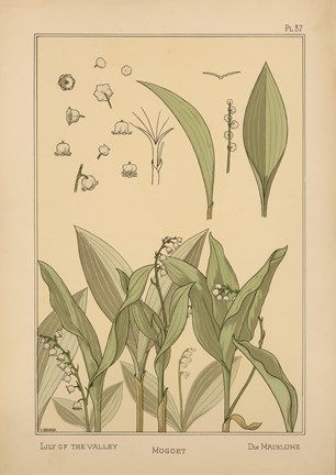 Framed Plate 37 - Lily of the Valley Print