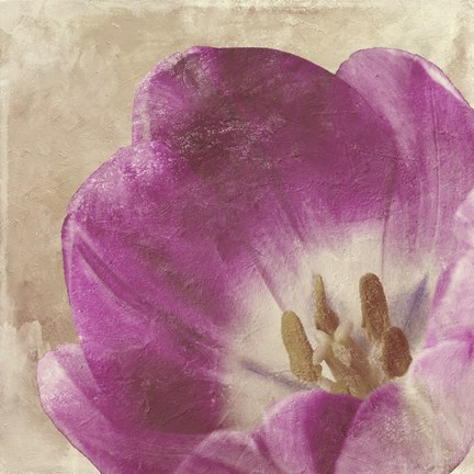 Framed Buttercream Tulip 1 Print
