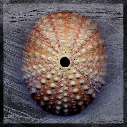Framed Sea Urchin 1 Print
