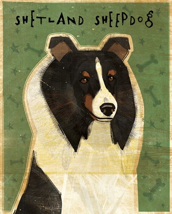 Framed Shetland Sheepdog - Tri-Color Print