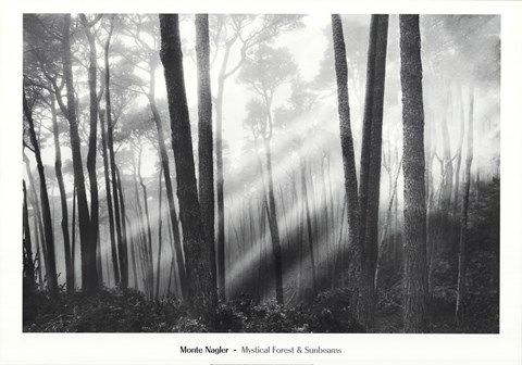 Framed Mystical Forest &amp; Sunbeams Print