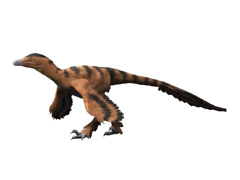 Framed Sinornithosaurus Dinosaur Print