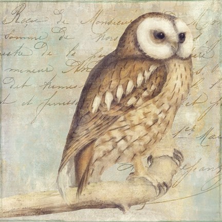 Framed White-Faced Owl Print
