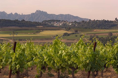 Framed Spring Vineyards with Montserrat Mountain, Catalonia, Spain Print