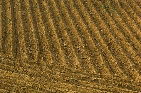 Framed Tilled Ground Ready for Planting, Brinas, La Rioja, Spain Print