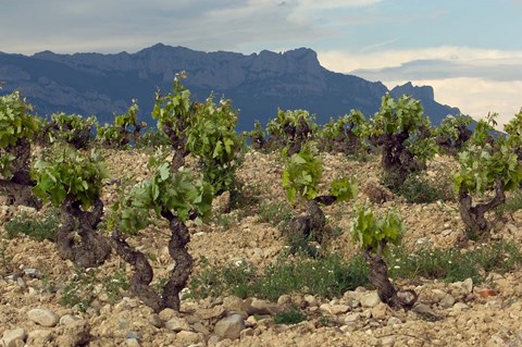 Framed Vineyard along the San Vicente to Banos de Ebro Road, La Rioja, Spain Print