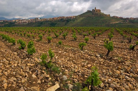 Framed Vineyard in stony soil with San Vicente de la Sonsierra Village, La Rioja, Spain Print