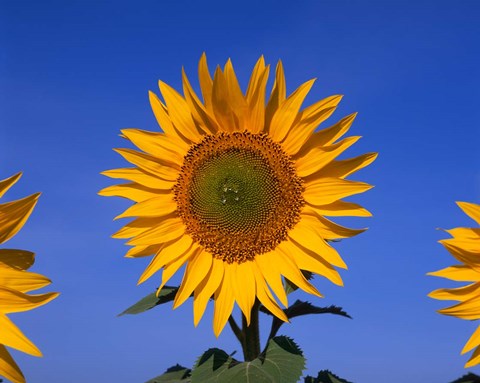 Framed Sunflowers, Spain Print